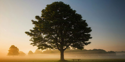 Welttag des Baumes: Nachhaltigkeit liegt in unserer DNA